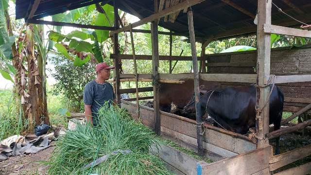 Kang Gason salah satu peternak sapi di Gang Keluarga Desa Arang Limbung yang merawat sapinya dengan cara sederhana mencegah sakit PMK