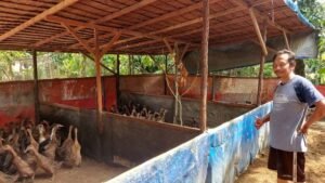 Kisah Buruh Pabrik Banting Setir Ternak Bebek