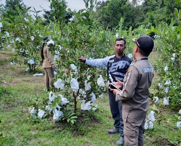 Ruslan Abdul mencoba peruntungan dengan membuka usaha perkebunan dengan jenis tanaman jambu kristal yang telah digelutinya sejak 1,5 tahun lalu