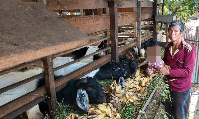 Sukemi seorang pensiunprenuer yang mengembangkan usaha ternak sapi dan kambing di belakang rumahnya