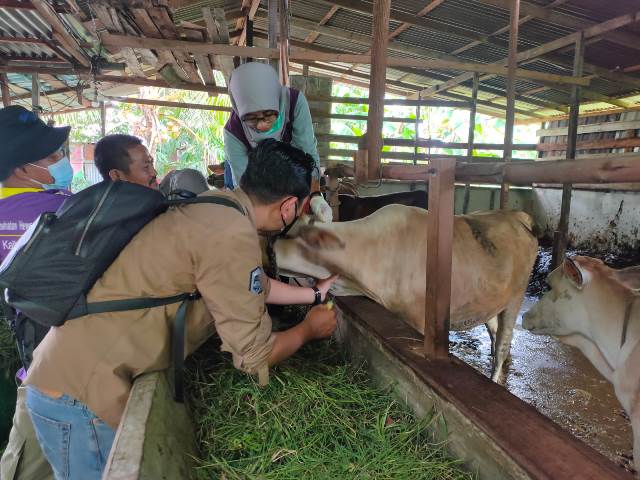 Petugas Kesehatan Hewan Disbunnak saat melakukan suntikan vaksin PMK terhadap sapi-sapi yang terdampak wabah PMK