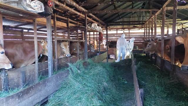 Petugas kesehatan hewan melakukan vaksinasi terhadap sapi yang masih sehat guna mencegah terinfeksi Penyakit Mulut dan Kuku (PMK).
