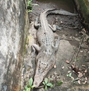 Buaya Peliharaan Warga Dikembalikan ke Habitatnya
