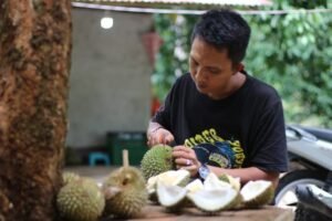 Menikmati Sensasi Durian Unggul di Kebun