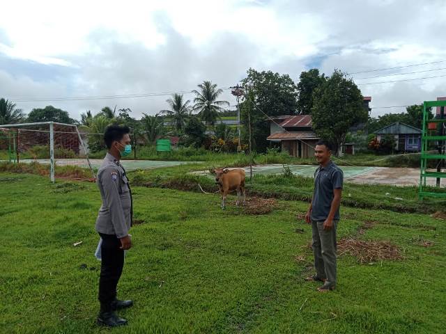 Polsek Kota Baru monitoring dan pengecekan hewan ternak milik warga masyarakat di Dusun Kenual 1 Desa Loka Jaya Kecamatan Tanah Pinoh untuk mengantisipasi penularan Penyakit Mulut dan Kuku (PMK).