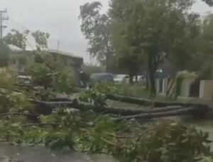 Cuaca Ekstrem Akibatkan Pohon Tumbang