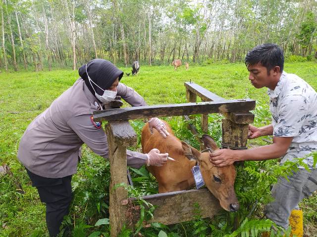 Brigadir Polisi Disusilowati menyuntikan vaksin Penyakit Mulut dan Kuku (PMK) kepada hewan ternak sapi milik warga di Nanga Pinoh pada Selasa (2/8).