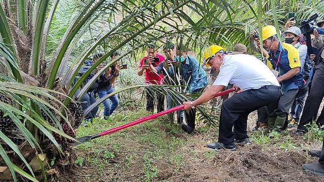 Bupati Sanggau Paolus Hadi saat memanen perdana kelapa sawit hasil program PSR.