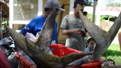 Ratusan kilogram ikan hasil tangkapan nelayan Temajuk di Kabupaten Sambas lebih banyak dijual ke negeri jiran Malaysia yang merupakan negara tetangga Indonesia.