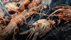 Lobster salah satu potensi laut yang ada di Pantai Temajuk Kabupaten Sambas menjadi mata pencaharian masyarakat setempat dikarenakan harganya yang menggiurkan.