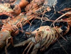 Lobster Temajuk, Surga Kuliner dari Ujung Borneo