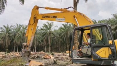 Aktifitas program Peremajaan Sawit Rakyat (PSR) yang dimulai dengan tumbang chipping pohon kelapa sawit menggunakan eksavator