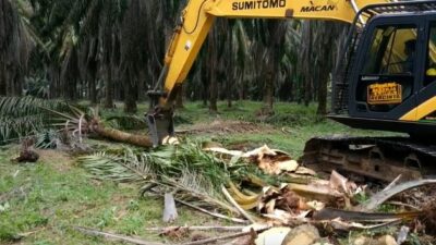 Sebanyak 16 ribu hektare perkebunan kelapa sawit Kalbar akan diremajakan dengan program Peremajaan Kelapa Sawit (PSR).