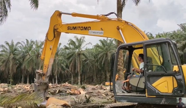 Aktifitas program Peremajaan Sawit Rakyat (PSR) yang dimulai dengan tumbang chipping pohon kelapa sawit menggunakan eksavator