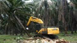 Proses tumbang chipping pohon kelapa sawit bagian dari program Peremajaan Sawit Rakyat (PSR). Namun setelah itu terkendala dengan bibit sawit yang kosong lantaran tidak ada penangkar dikarenakan biaya sertifikat mencapai Rp200 juta.