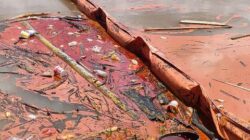 Tumpahan minyak CPO yang mencemari Sungai Melawi diduga dari kapal milik PT Julong pada Selasa (20/9)