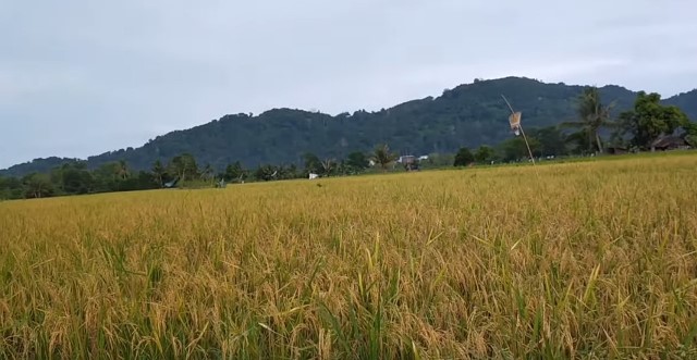Pemerintah Kabupaten Kayong Utara menyatakan komitmennya untuk mempertahankan lahan pertanian serta mengembangkan sektor pertanian dari alih fungsi lahan