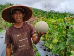 Tukang Bangunan Menjadi Petani Raup Cuan Jutaan Rupiah