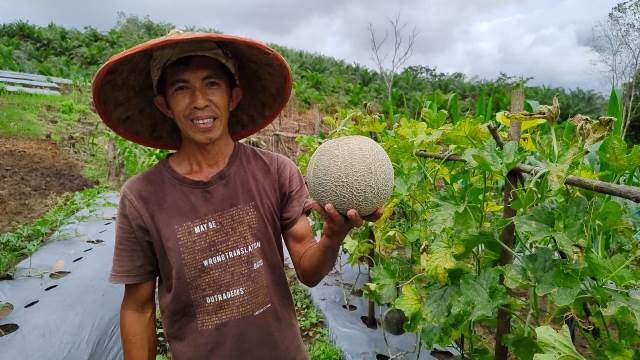 Syahbani saat panen buah melon di kebun miliknya. Dari perkebunannya ini ia berhasil meraup jutaan rupiah.