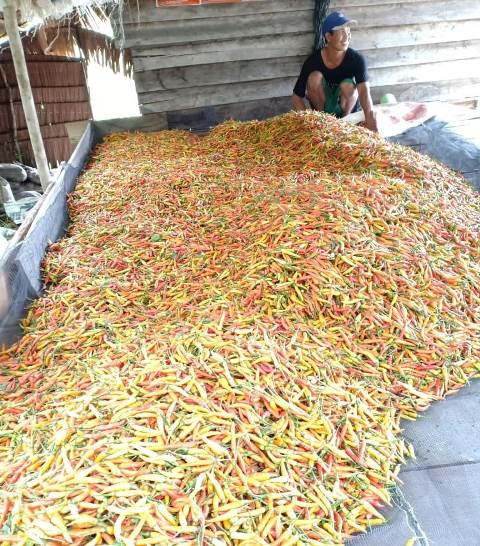 Petani cabe Desa Menyabo Kecamatan Tayan Hulu saat panen cabe