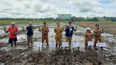 Kepala Dinas Ketahanan Pangan Tanaman Pangan Hortikultura dan Perikanan (DKPTPHP) Sanggau Kubin bersama petani yang akan mengembangkan budidaya biofortifikasi atau padi kaya gizi di Dusun Muara Dua Desa Kuala Dua Kecamatan Kembayan,