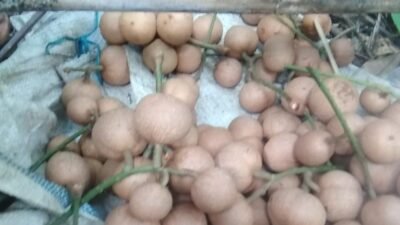 Buah tampui putih Bengkayang yang pasarannya tembus hingga ke Negeri Jiran Malaysia. Para pelaku bisnisnya adalah kalangan anak muda di Bengkayang sebagai usaha bisnis untuk meraup cuan.