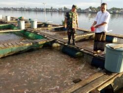 Cuan Budidaya Ikan Air Tawar di Sungai Kapuas