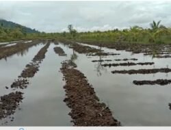 Ribuan Hektare Lahan Pertanian Terendam Banjir
