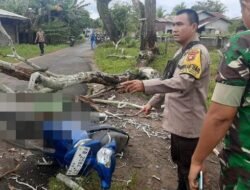 Pengendara Motor Tewas Tertimpa Pohon Tua