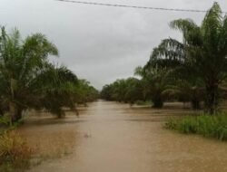 Petani Tidak Panen Sawit Karena Banjir