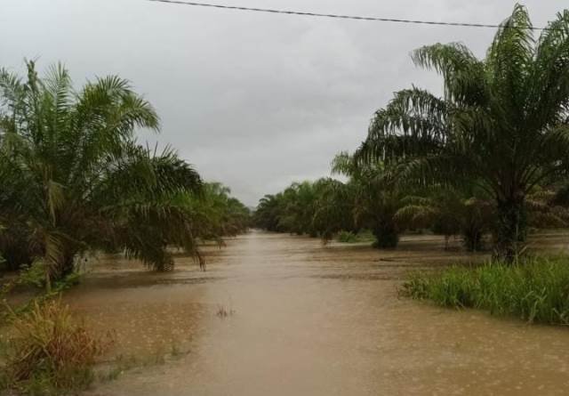 Kondisi perkebunan kelapa sawit di Desa Seret Ayon Kecamatan Tebasyang terendam banjir sehingga mengakibatkan petani sawit tidak bisa melakukan panne.