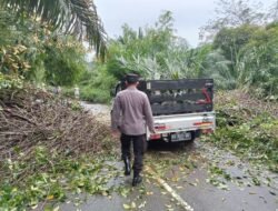 Pohon Tumbang Tutup Akses Singkawang – Bengkayang