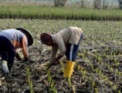 Ratusan Hektare Sawah Terancam Kekeringan