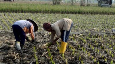 Ratusan hektare sawah di Kabupaten Sambas diperkirakan akan mengalami kekeringan. Petani khawatir anakan padi yang baru saja ditanam akan mati. Foto: ndra