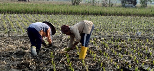 Ratusan hektare sawah di Kabupaten Sambas diperkirakan akan mengalami kekeringan. Petani khawatir anakan padi yang baru saja ditanam akan mati. Foto: ndra