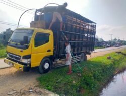 Lewat Kalteng, Jalur Masuk Babi ke Kalbar Rawan Sebarkan Virus ASF