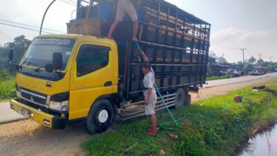 Lewat Kalteng, Jalur Masuk Babi ke Kalbar Rawan Sebarkan Virus ASF
