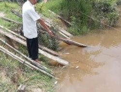 Ribuan Ikan Mati Diduga Akibat Limbah CPO Jebol