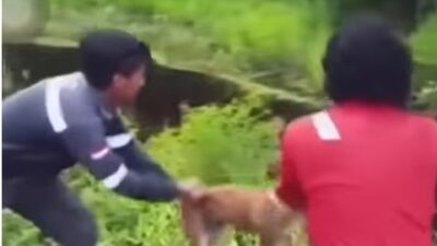 Anjing Hidup-hidup Dilempar ke Buaya, Erick Sebut Tindakan Biadab