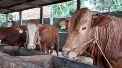 Dinas Pertanian, Ketahanan Pangan, dan Perikanan (DPKPP) Kota Singkawang menjamin ratusan hewan kurban yang akan digunakan masyarakat untuk kurban Idul Adha pada Rabu (28/6) dinyakan sehat dan bebas dari penyakit.