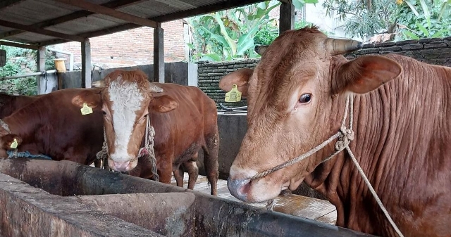 Dinas Pertanian, Ketahanan Pangan, dan Perikanan (DPKPP) Kota Singkawang menjamin ratusan hewan kurban yang akan digunakan masyarakat untuk kurban Idul Adha pada Rabu (28/6) dinyakan sehat dan bebas dari penyakit.