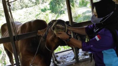 Petugas Disbunnak Sanggau melakukan pemeriksaan hewan kurban yang dipastikan aman dari Penyakit Mulut dan Kuku (PMK)