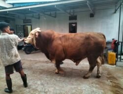 Sapi Kurban Sumbangan Presiden dari Kubu Raya Bebas Penyakit