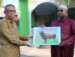 Midji Serahkan 89 Sapi Termasuk Sumbangan Presiden