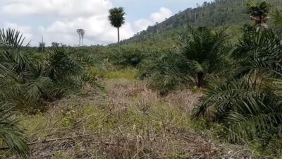 Sebanyak 120 ribu hektare lahan perkebunan di Sanggau terindikasi terlantar. Luasan itu dengan asumsi sebagai lahan yang tidak/belum ditanami serta tidak memperhitungkan luasan Hak Guna Usaha (HGU).
