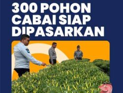 300 Cabai Rawit Hasil Pengelolaan WBP Rutan