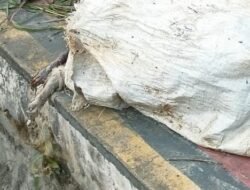 Bangkai Babi dan Kulit Kambing di TPS dan Sungai Singkawang