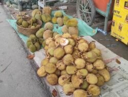 Pekawai, dari Hutan Belantara Sanggau