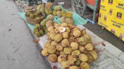 Kalimantan Barat ternyata kaya akan buah-buahan. Seperti di Sanggau yang saat ini mulai banjir dijual pedagang yakni pekawai.