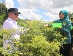 136 Ribu Bibit Cabai Dibagikan ke Masyarakat Kalbar